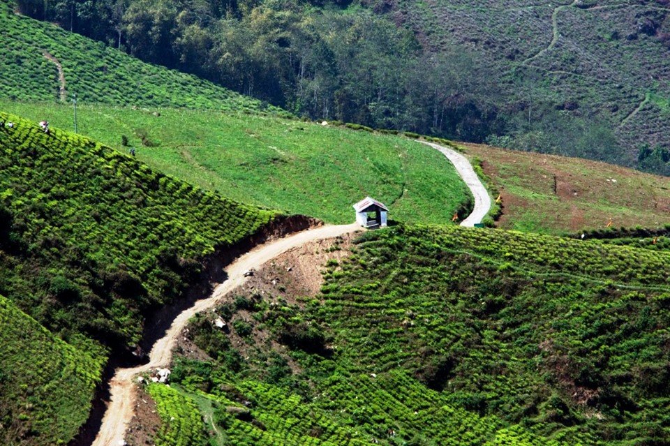 Happy Valley Tea Estate