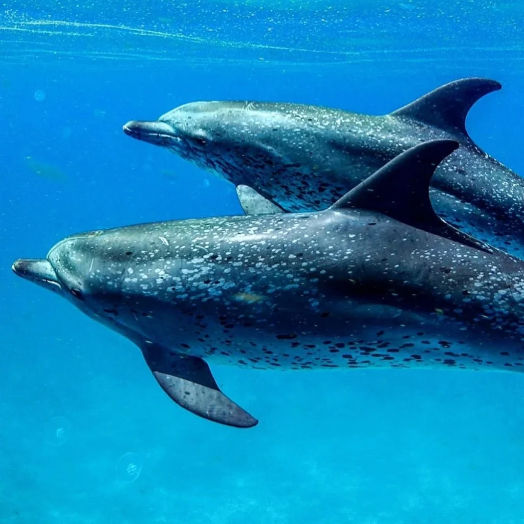 Neal Watson's Bimini Scuba Center