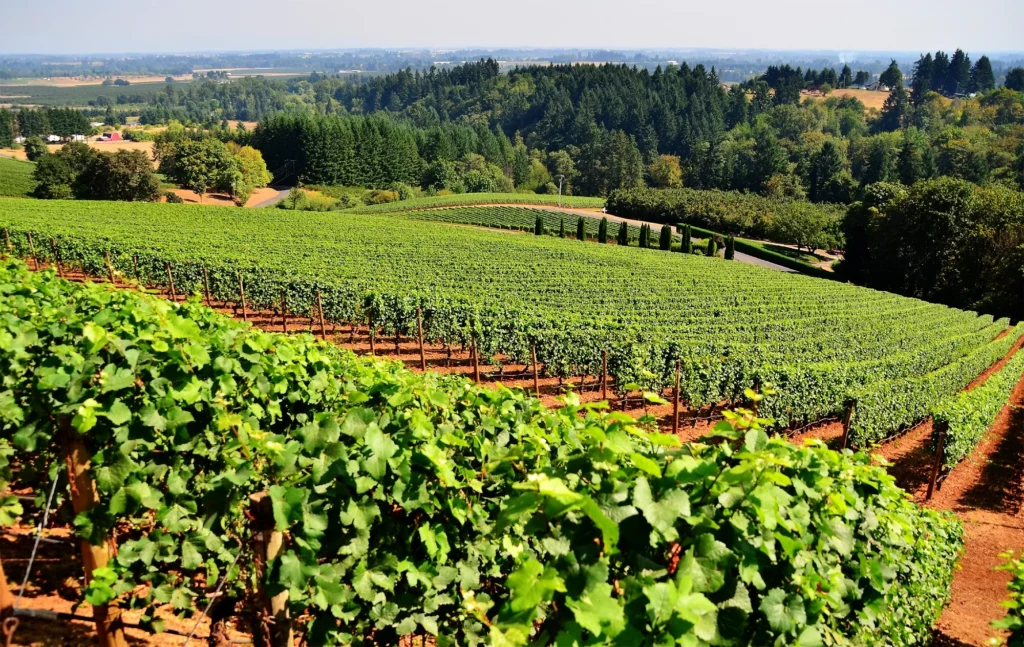 Things to do in Bangalore: Vineyard Tour 