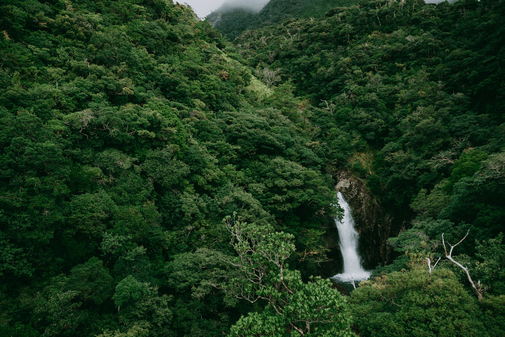 Lush Rainforests