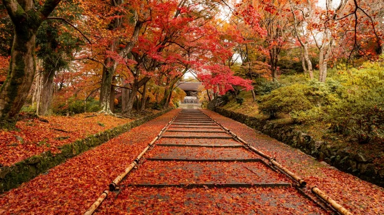 Visiting Japan in Autumn (September-November) 